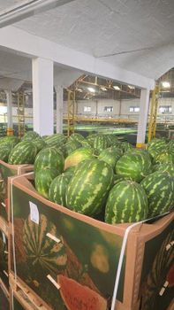 Fresh Moroccan Watermelon - Fruttileg Export - Morocco